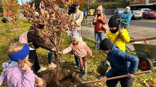 30 dębów dla przyszłych pokoleń – Światowy Dzień Drzewa w Złotowie