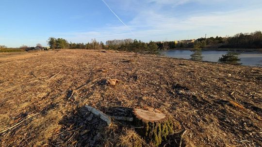 Co się stało z drzewami nad Jeziorem Burmistrzowskim w Złotowie?
