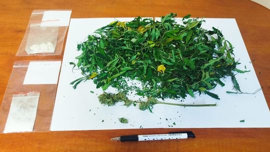 Domowa uprawa marihuany i narkotyki w mieszkaniu. 37-latek zatrzymany przez złotowskich kryminalnych