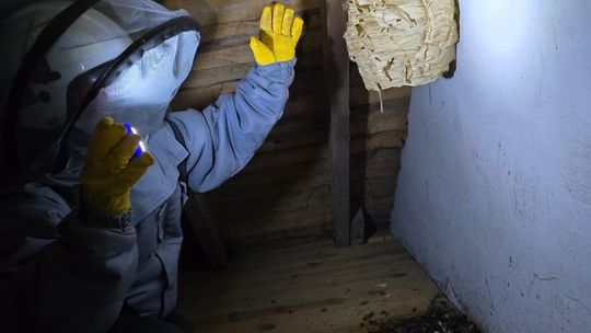 Interwencja przy gnieździe szerszeni w Scholastykowie