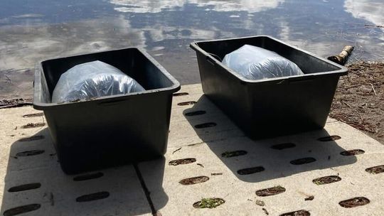 Jezioro Borowe wzbogacone o tysiące młodych ryb. Wiosenne zarybienie w Okonku Jezioro Borowe wzbogacone o tysiące młodych ryb. Wiosenne zarybienie w Okonku