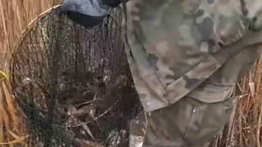 Nielegalne narzędzia kłusowników ujawnione na jeziorach gminy Złotów