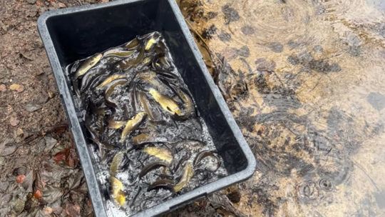 Nowe pokolenie lina zasila jeziora powiatu złotowskiego