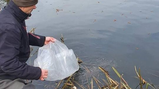 Nowe życie w Głomi. Tysiące młodych ryb trafiły do rzeki