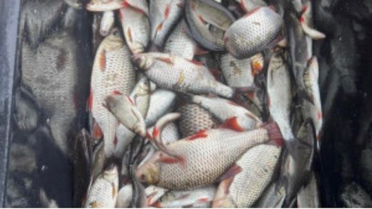 Nowe życie w lokalnych akwenach – intensywne zarybienia w powiecie złotowskim i regionie