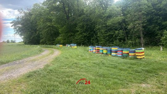 Pilnie poszukiwany właściciel uli przy drodze Smolnica – Laskowo