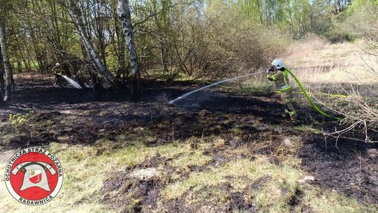 Pożar lasu między Kostrzyńcem a Radawnicą. Szybka akcja zapobiegła większym stratom