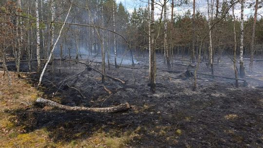 Pożar lasu w Brzeźnicy. Kilkanaście zastępów w akcji, wsparcie z powietrza