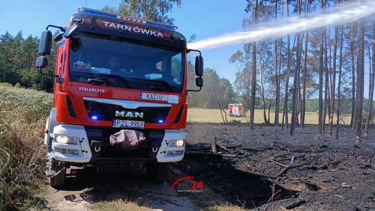 Pożar lasu w Górznej. Ogień objął kilkadziesiąt arów