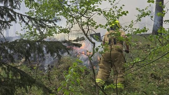 Pożar lasu w Nadleśnictwie Jastrowie: Strażacy walczyli z żywiołem przez kilka godzin