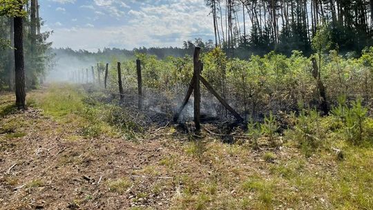 Spłonęło 0,30 ha młodego dębowego lasu