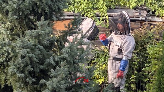 Strażacy interweniowali na działkach przy ul. Polnej. Powodem było gniazdo szerszeni