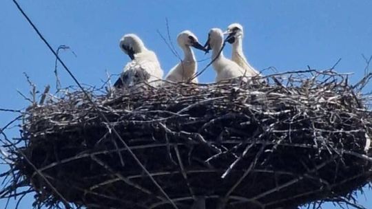 Święta ma szczęście – cztery razy bociankowe