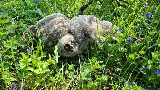 Uszatka w tarapatach? Spokojnie – natura wie, co robi