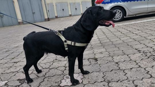 Uwaga Złotów! Szukamy właściciela suczki pozostawionej przy Promenadzie