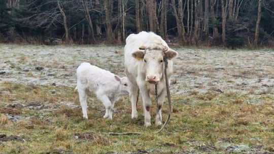 Właściciel krów poszukiwany. Zwierzęta od kilku dni stoją przy lesie pod Jastrowiem Właściciel krów poszukiwany. Zwierzęta od kilku dni stoją przy lesie pod Jastrowiem