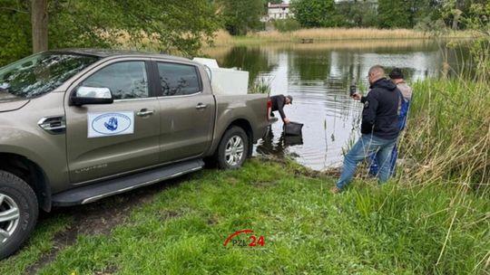Zarybienia wód w powiecie złotowskim – karp, węgorz, pstrąg i lipień trafiły do jezior i rzek regionu