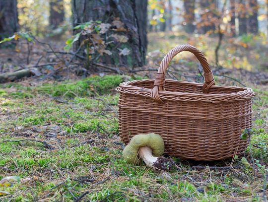 Dwóch seniorów zgubiło się w lesie podczas grzybobrania