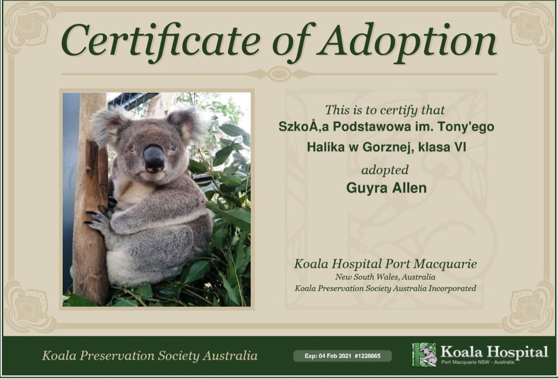 Adoptowaliśmy koalę! 