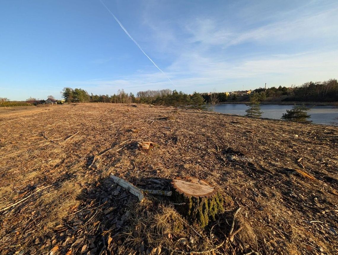 Co się stało z drzewami nad Jeziorem Burmistrzowskim w Złotowie?