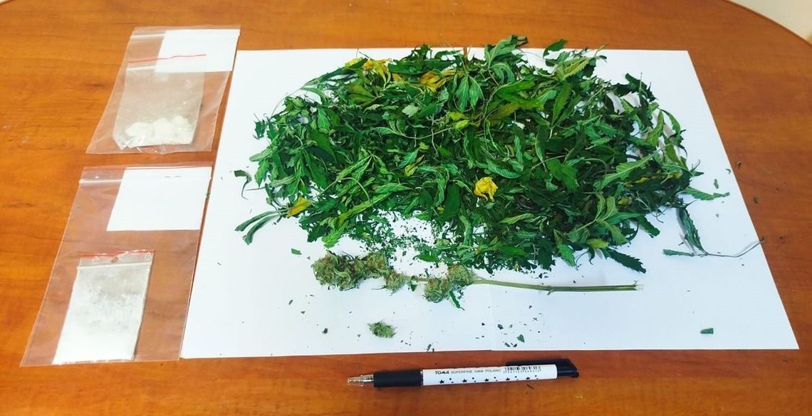 Domowa uprawa marihuany i narkotyki w mieszkaniu. 37-latek zatrzymany przez złotowskich kryminalnych