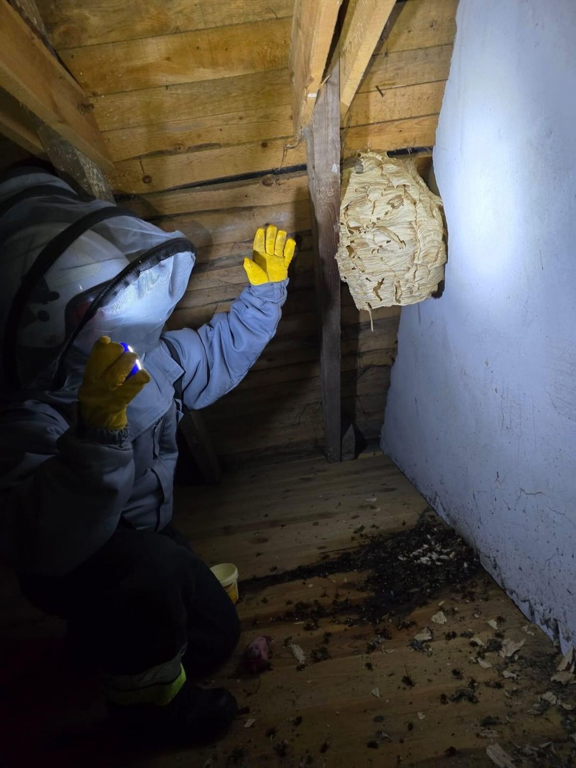 Interwencja przy gnieździe szerszeni w Scholastykowie