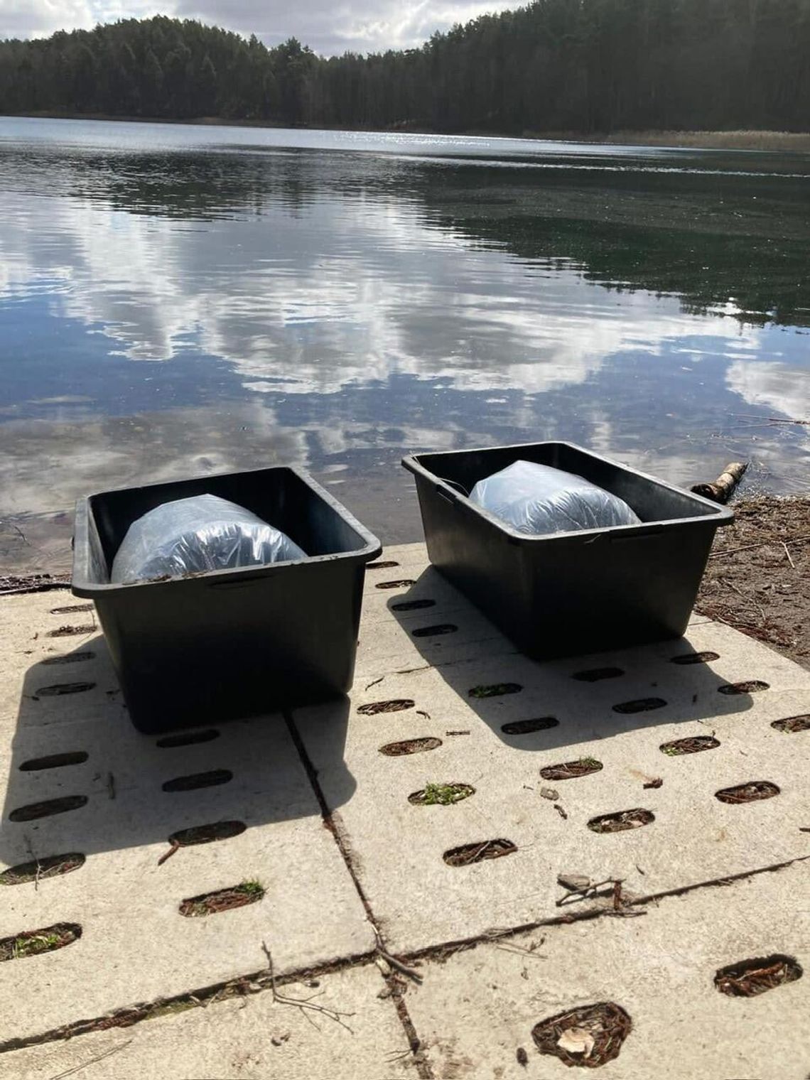 Jezioro Borowe wzbogacone o tysiące młodych ryb. Wiosenne zarybienie w Okonku