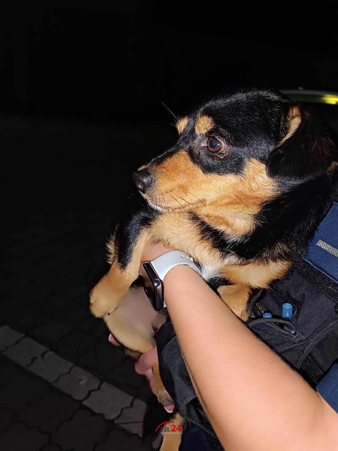 Kolejny zagubiony pies zabezpieczony przez złotowskich policjantów Kolejny zagubiony pies zabezpieczony przez złotowskich policjantów
