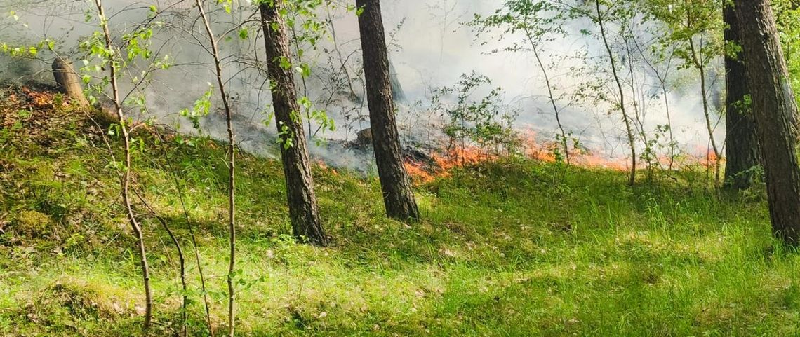 Maj pod znakiem interwencji – złotowscy strażacy podsumowali działania