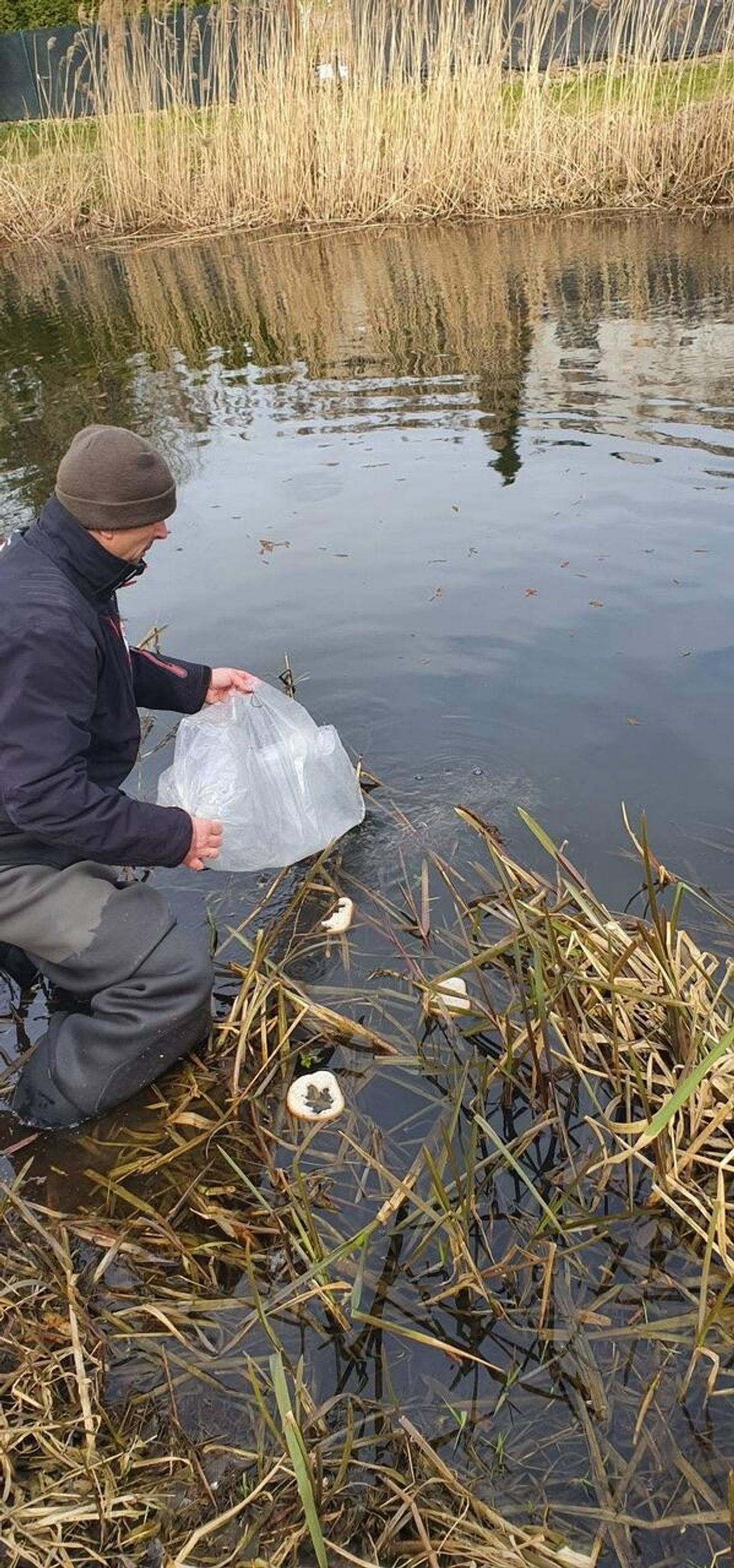 Nowe życie w Głomi. Tysiące młodych ryb trafiły do rzeki Nowe życie w Głomi. Tysiące młodych ryb trafiły do rzeki
