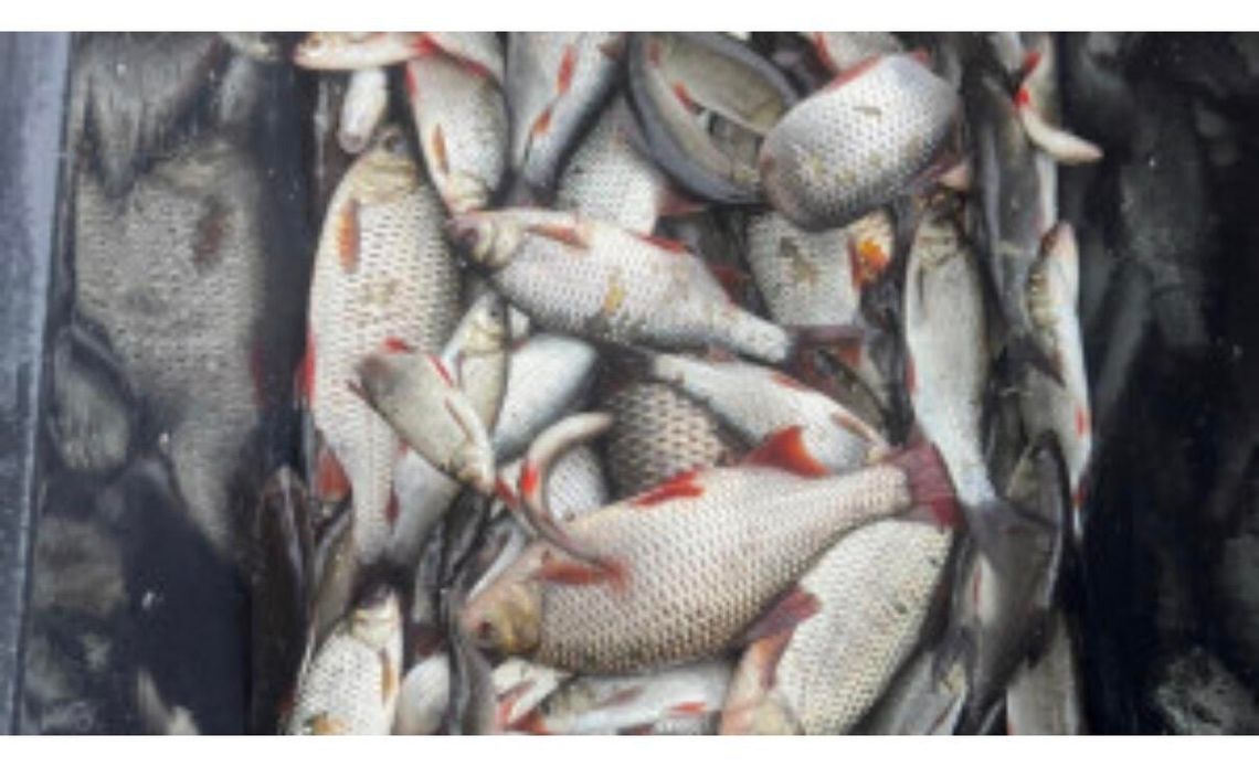 Nowe życie w lokalnych akwenach – intensywne zarybienia w powiecie złotowskim i regionie