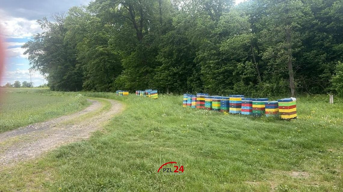 Pilnie poszukiwany właściciel uli przy drodze Smolnica – Laskowo Pilnie poszukiwany właściciel uli przy drodze Smolnica – Laskowo