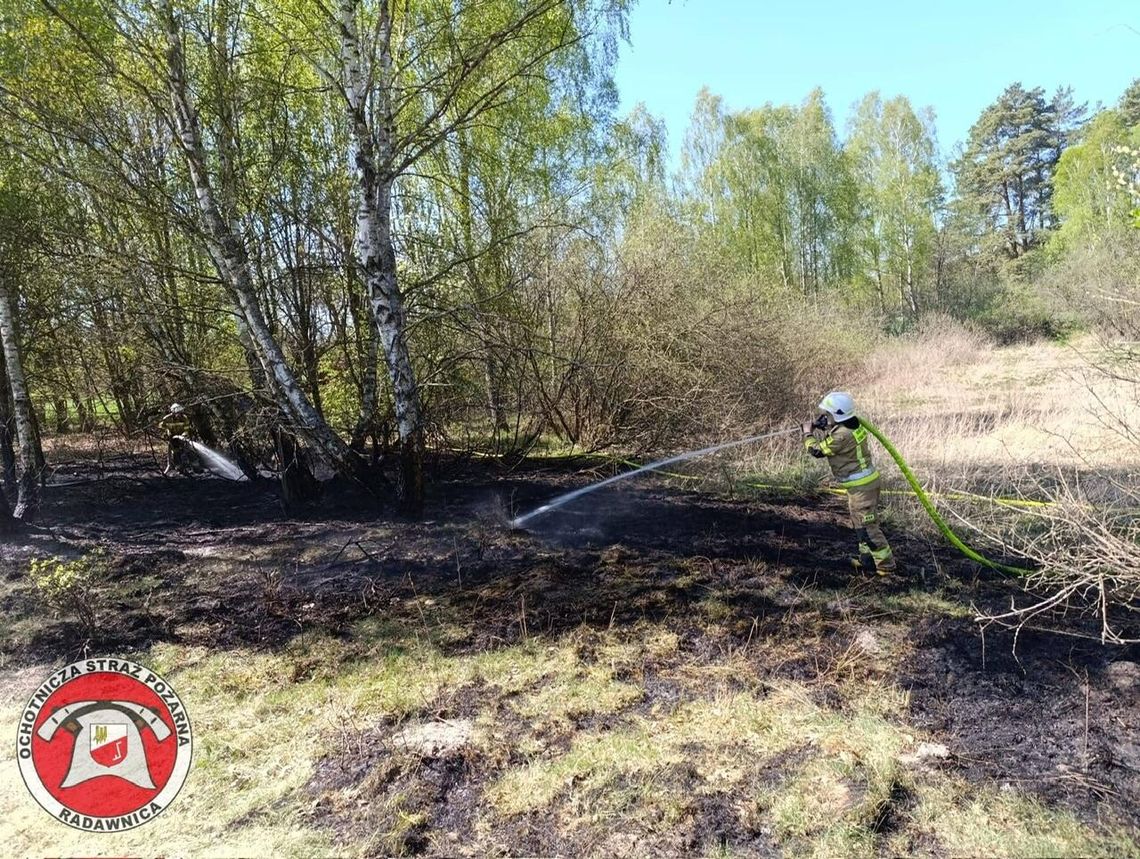 Pożar lasu między Kostrzyńcem a Radawnicą. Szybka akcja zapobiegła większym stratom