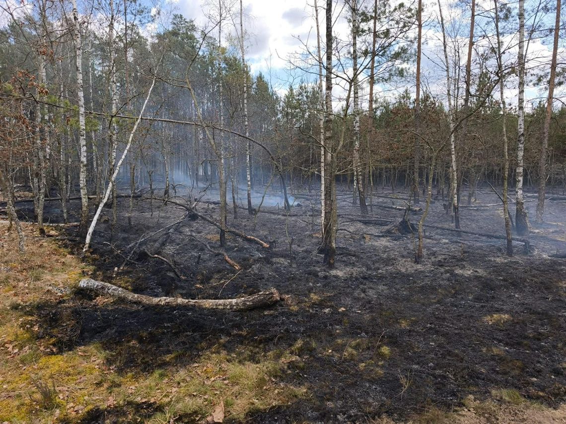 Pożar lasu w Brzeźnicy. Kilkanaście zastępów w akcji, wsparcie z powietrza