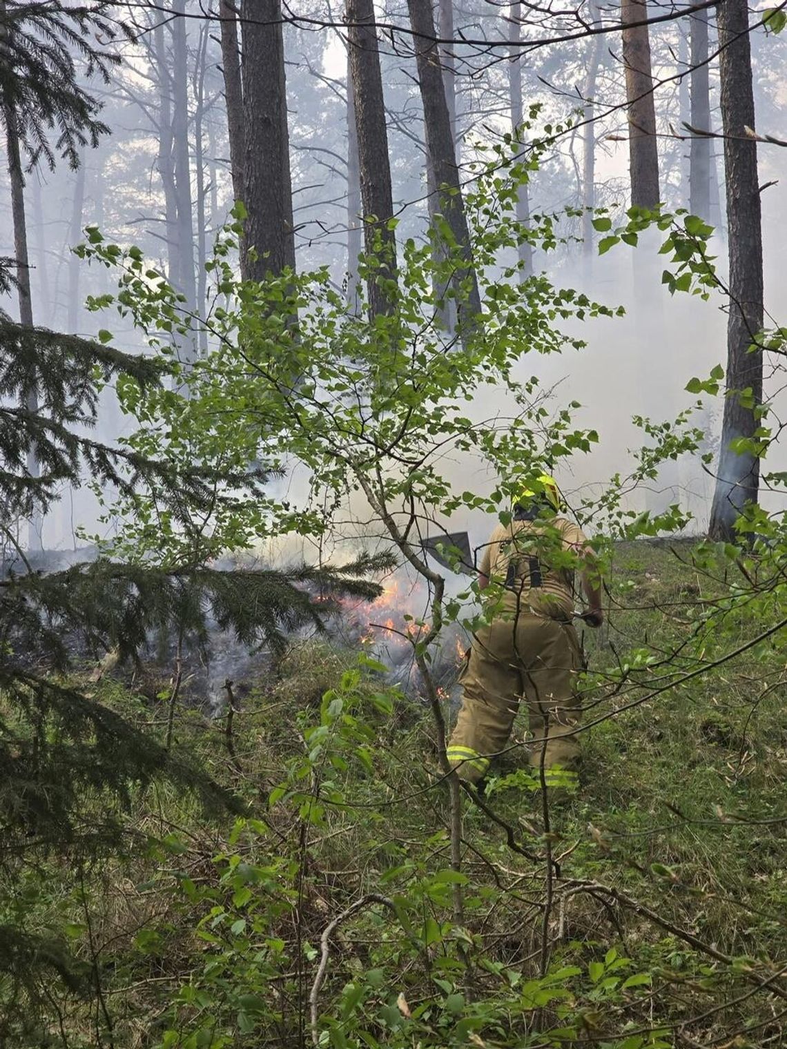 Pożar lasu w Nadleśnictwie Jastrowie: Strażacy walczyli z żywiołem przez kilka godzin