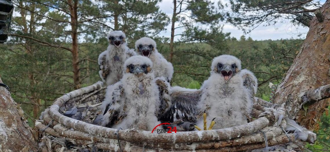 Sokoły w Nadleśnictwie Jastrowie. Cztery pisklaki zostały zaobrączkowane Sokoły w Nadleśnictwie Jastrowie. Cztery pisklaki zostały zaobrączkowane
