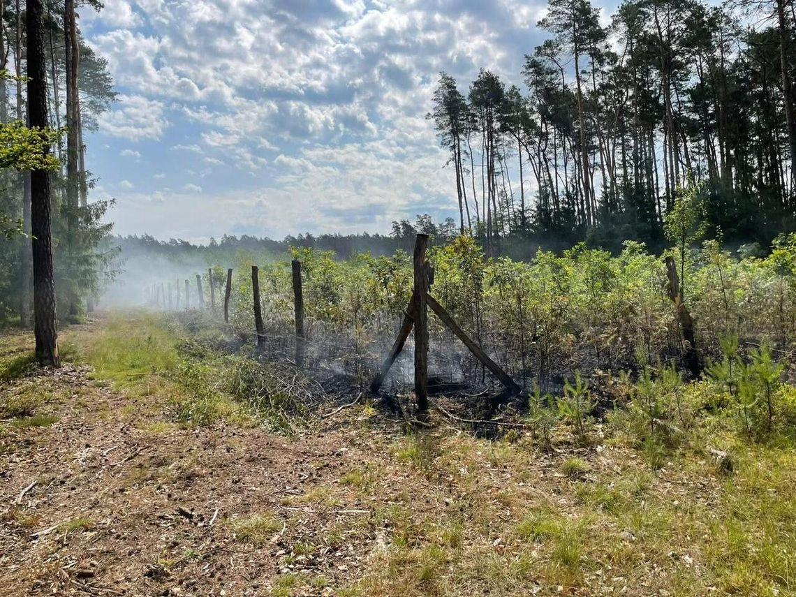 Spłonęło 0,30 ha młodego dębowego lasu