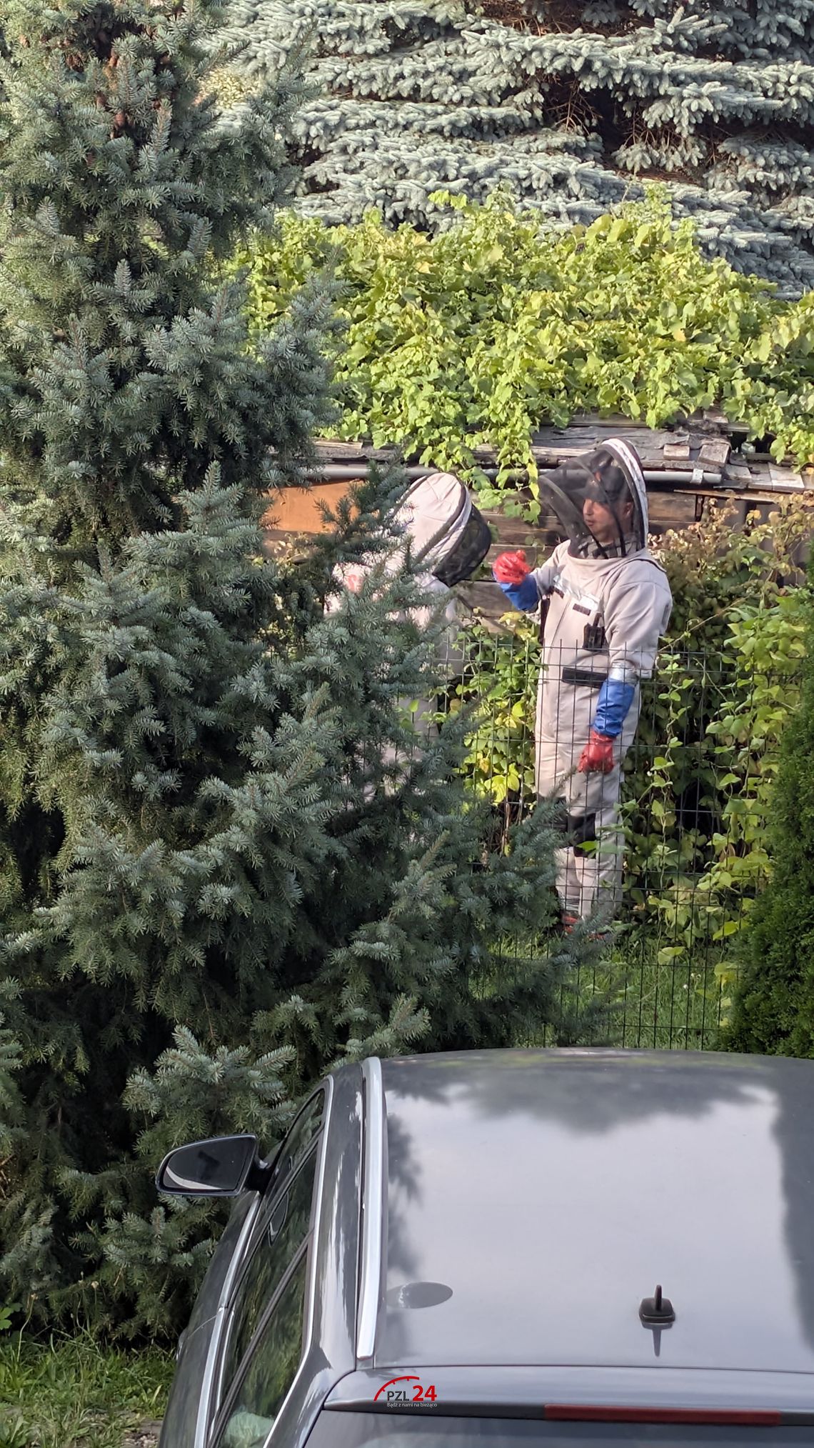 Strażacy interweniowali na działkach przy ul. Polnej. Powodem było gniazdo szerszeni Strażacy interweniowali na działkach przy ul. Polnej. Powodem było gniazdo szerszeni