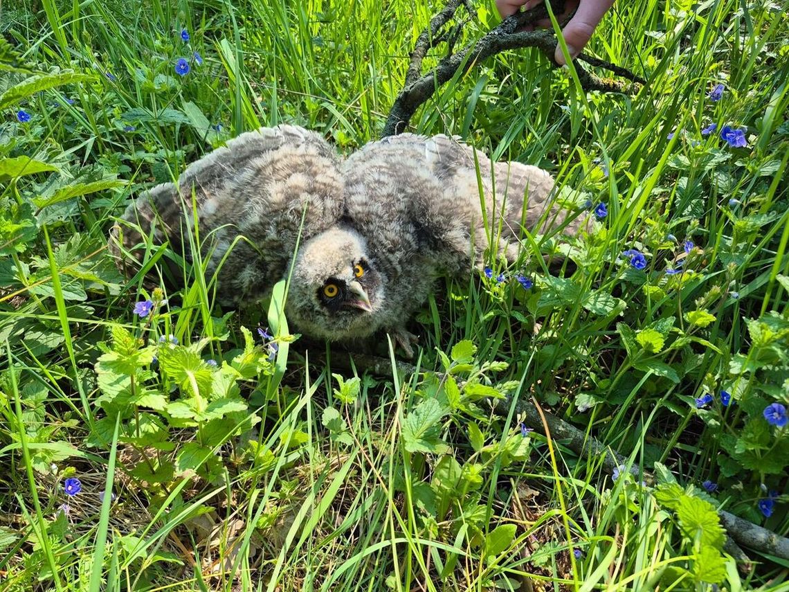 Uszatka w tarapatach? Spokojnie – natura wie, co robi
