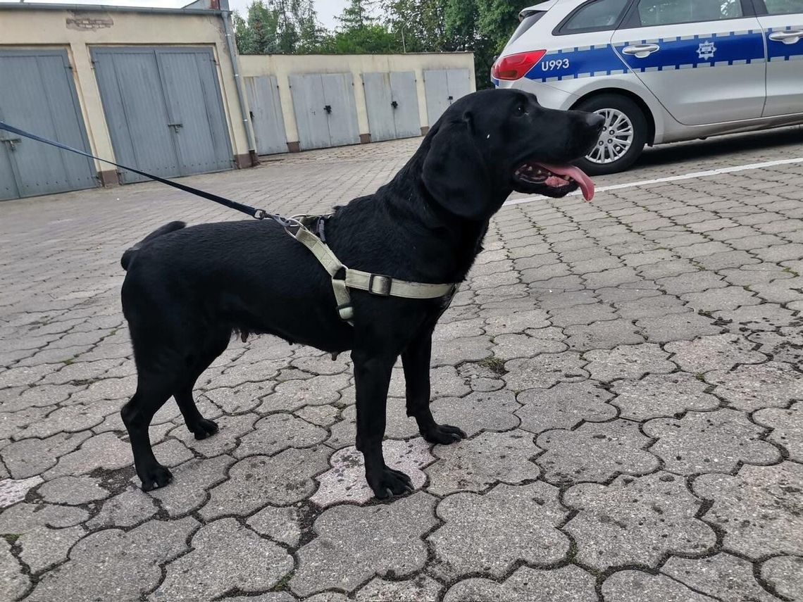 Uwaga Złotów! Szukamy właściciela suczki pozostawionej przy Promenadzie