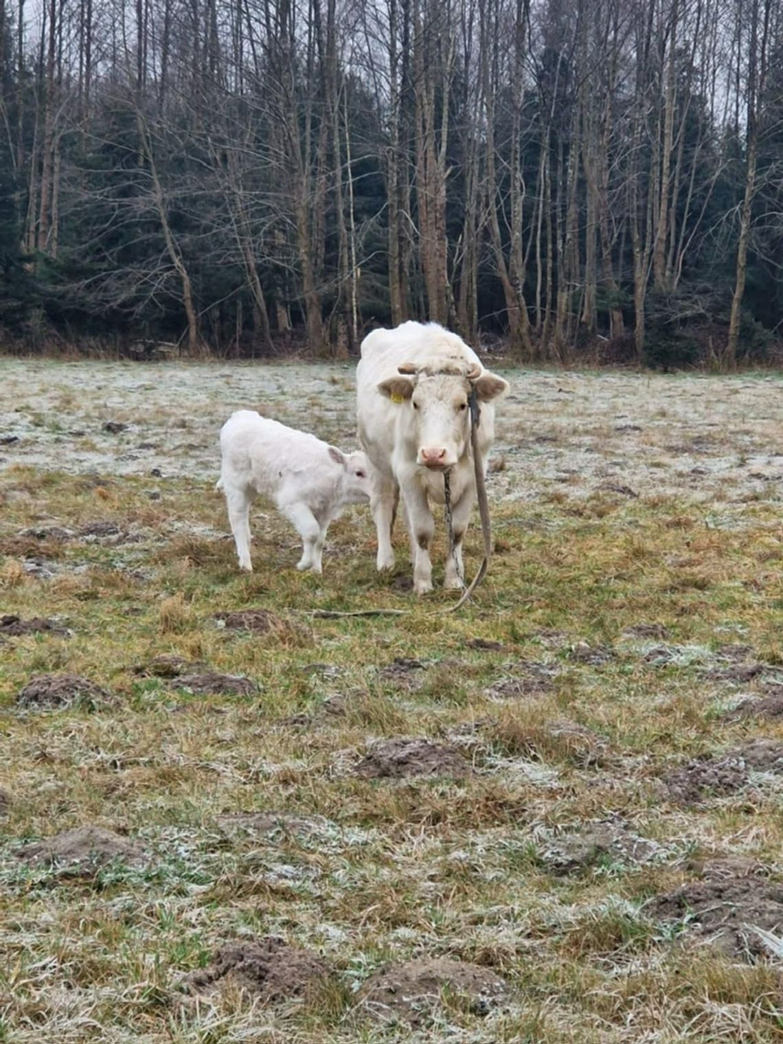 Właściciel krów poszukiwany. Zwierzęta od kilku dni stoją przy lesie pod Jastrowiem