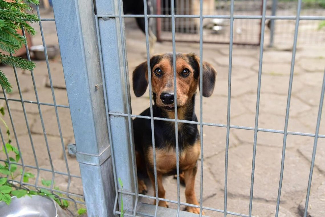 Znaleziono suczkę – poszukiwany właściciel lub nowy dom